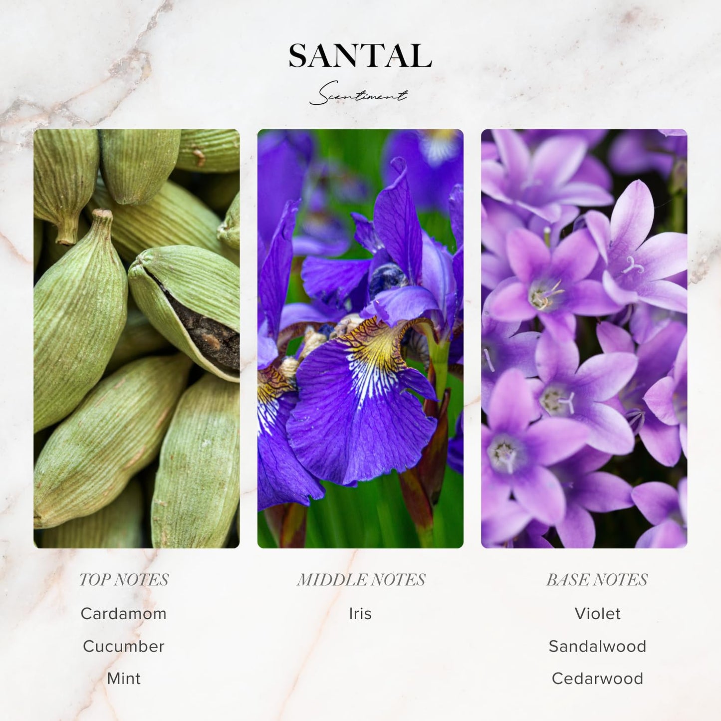 Scentiment Luxury Hotel Scents – 5 Fragrance Oil Set | Secret Desires, Day Dream, The One, Ocean Breeze & Amalfi Coast | Fresh, Floral, Woody & Citrus Scents | Home Diffuser Oils (5 x 20 mL)